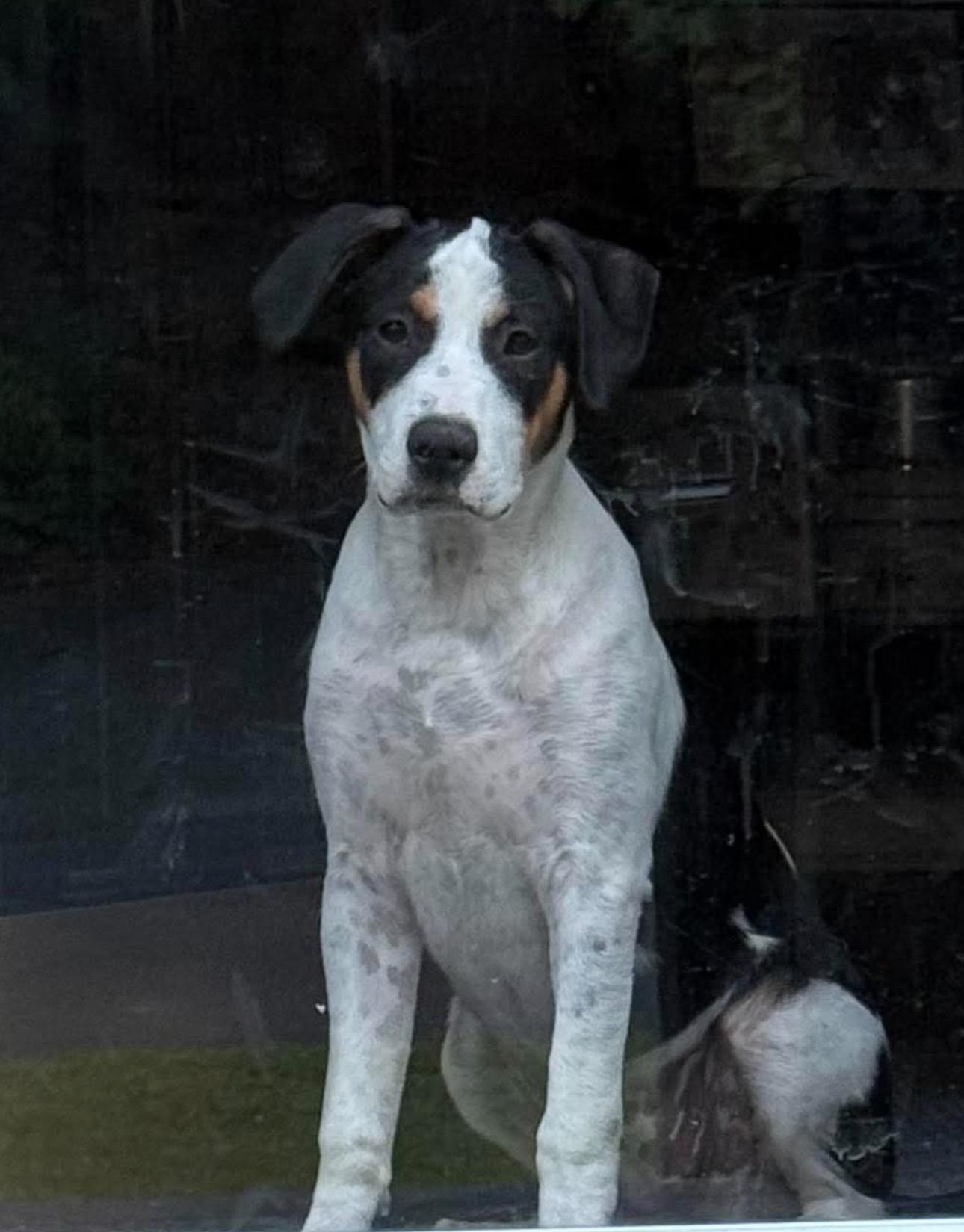Enlarge Lola, an adopted mixed breed in Saratoga Springs, NY image 2/4
