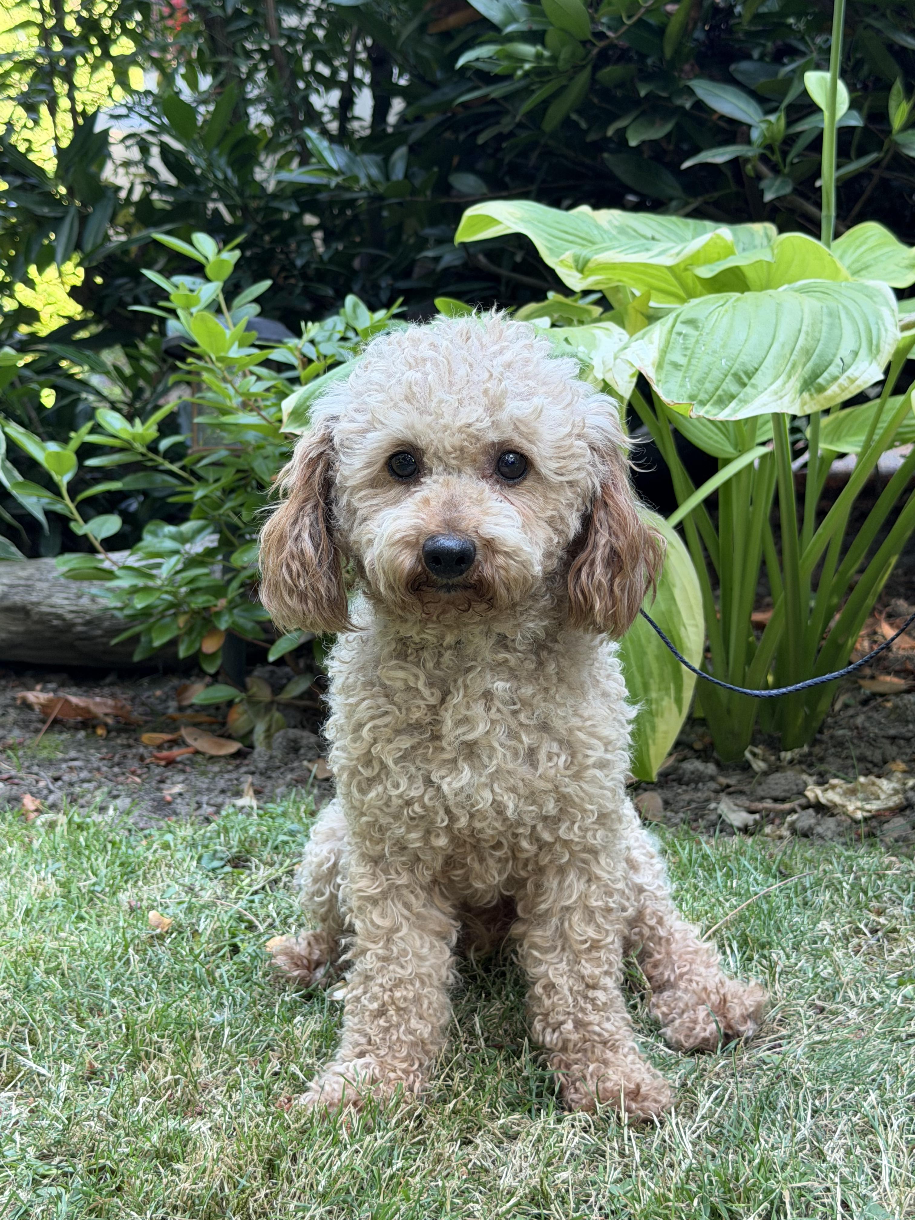 Georgie, adopted, Adult Male Poodle (Toy).