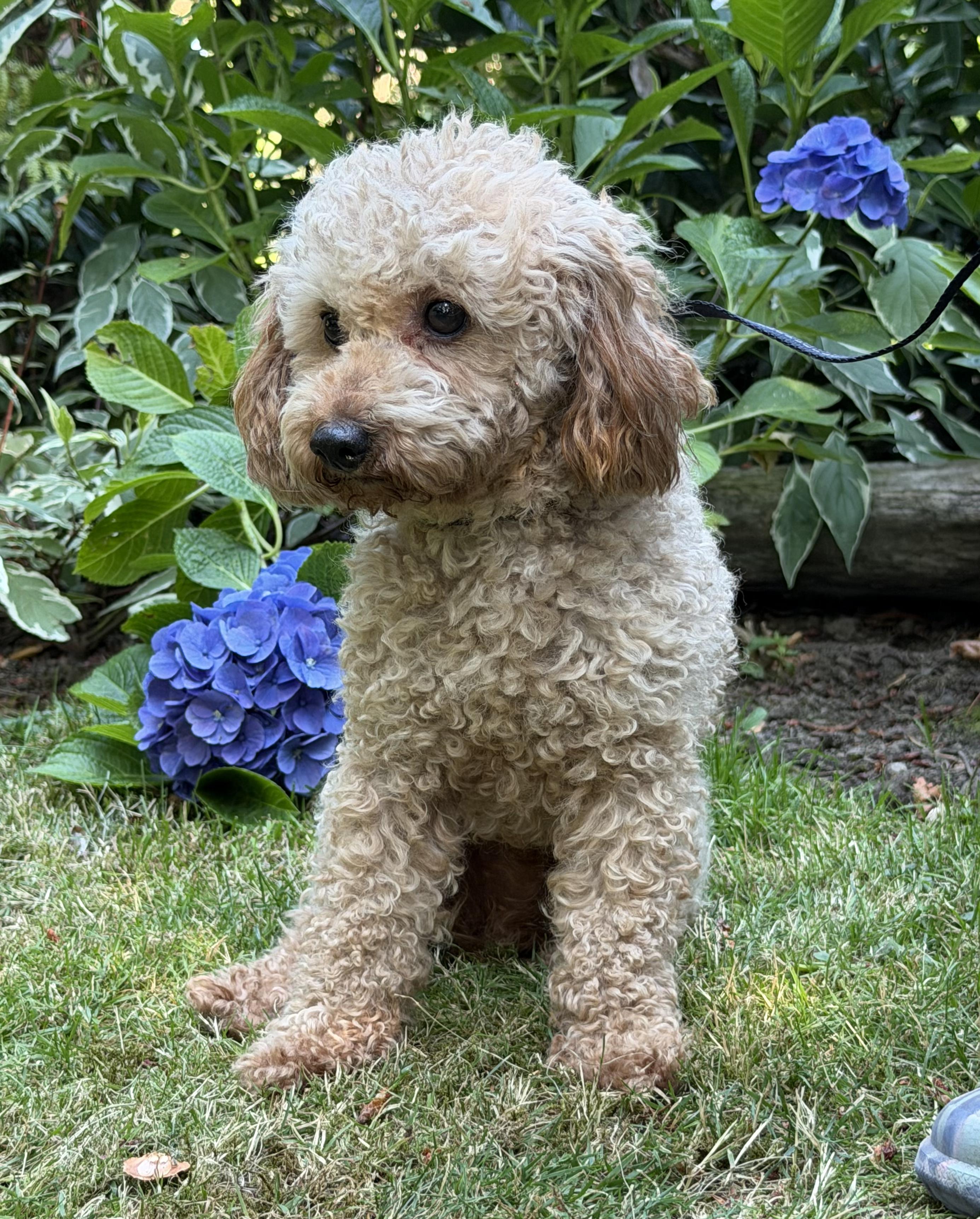 Georgie, an adopted Poodle (Toy) in Seattle, WA image 2/2