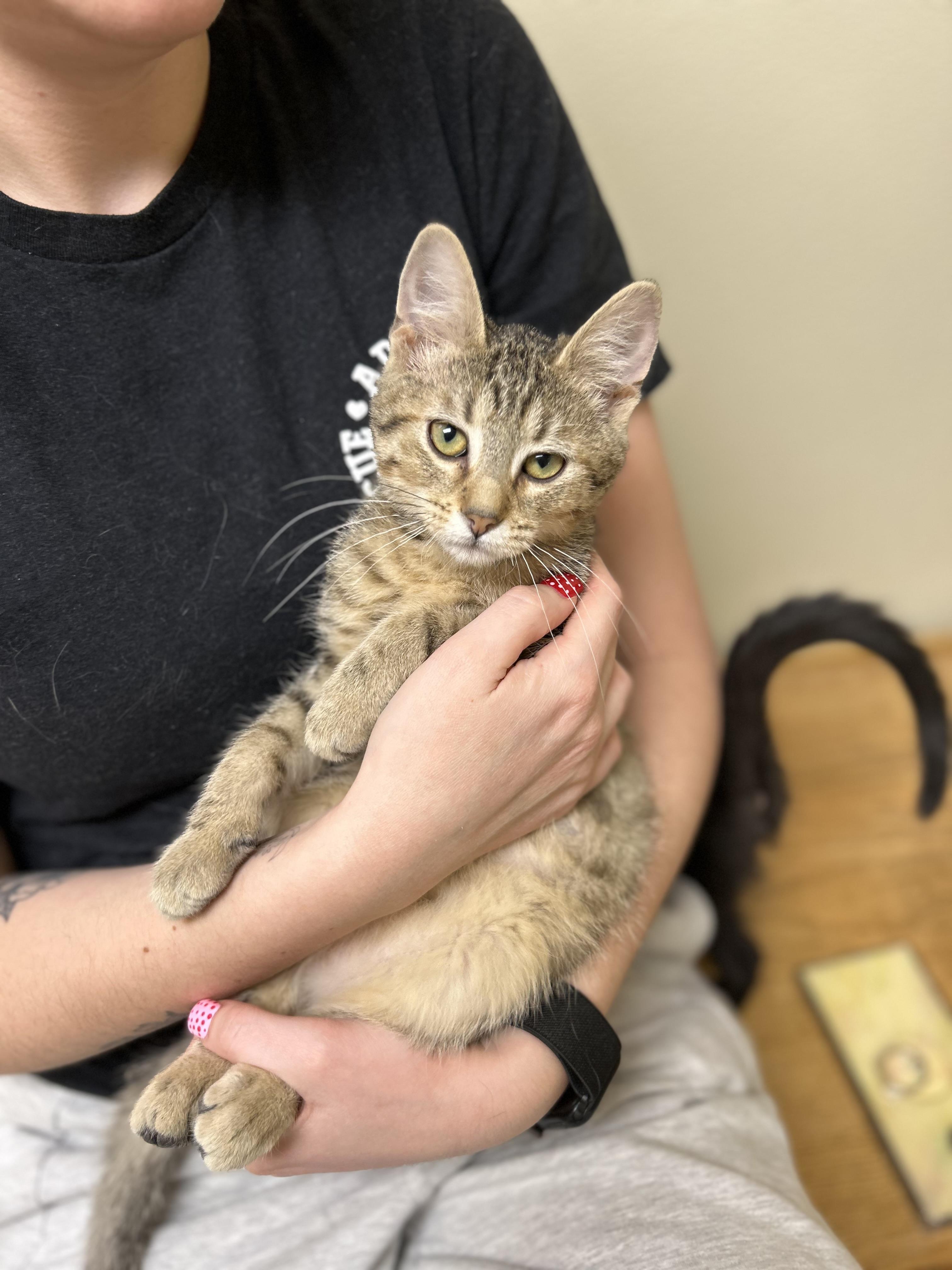 Enlarge Rigby, an adopted Domestic Short Hair in Myerstown, PA image 1/2