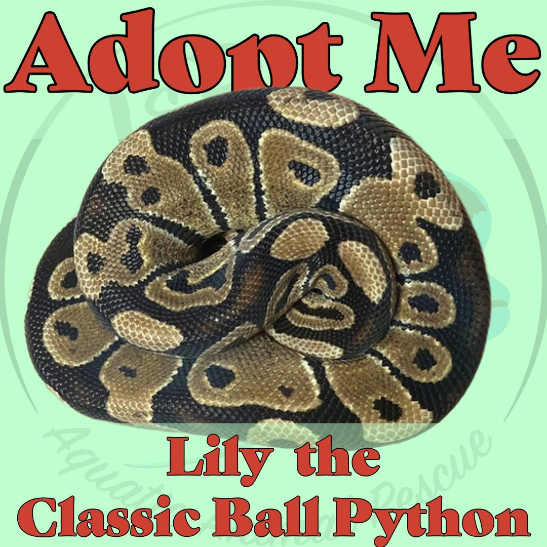 Enlarge Lily the Ball Python, a ADOPTABLE Ball Python in Neenah, WI image 1/1