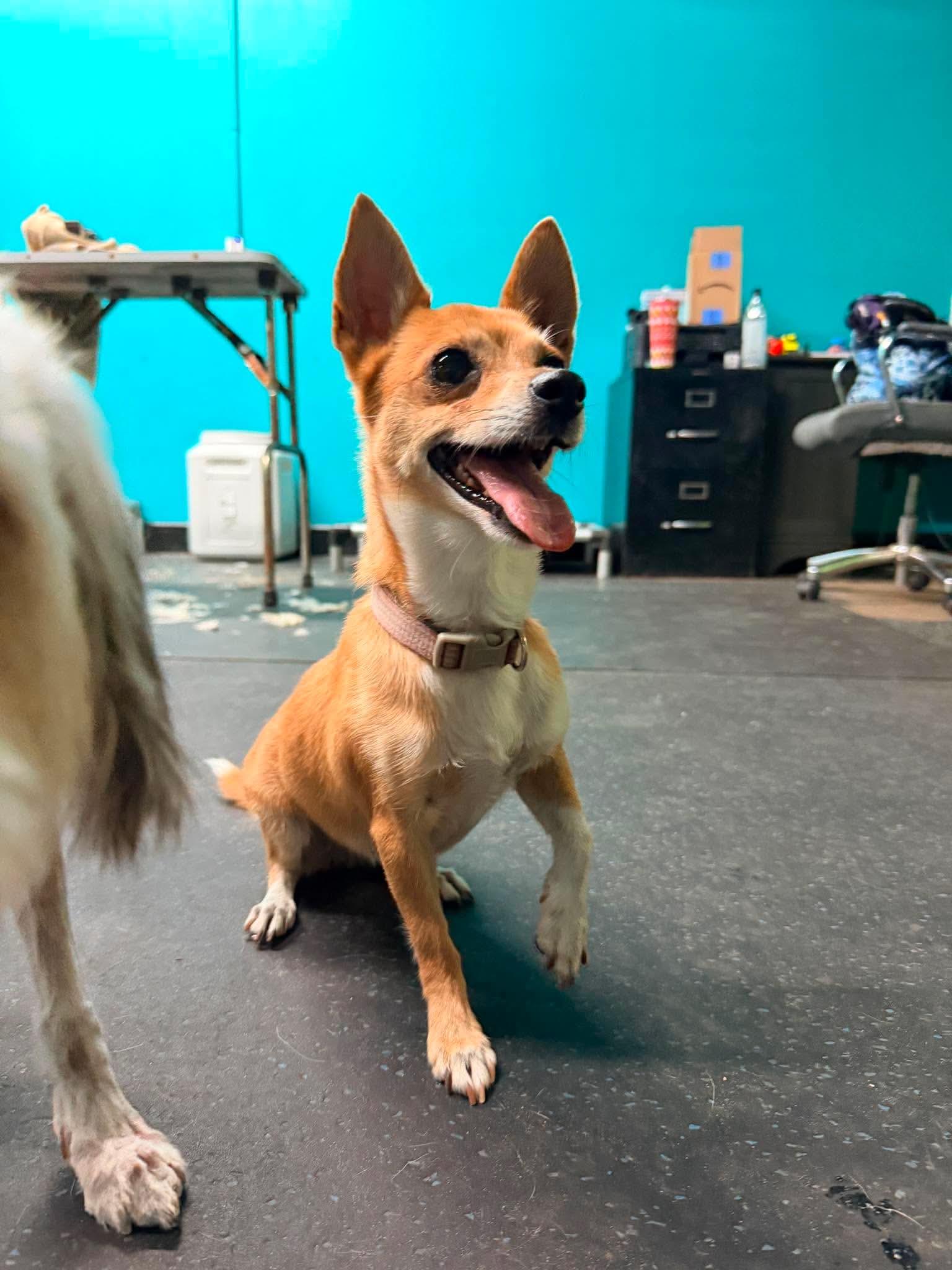 Enlarge Lilly, a Adoptable mixed breed in Parrish, FL image 1/6
