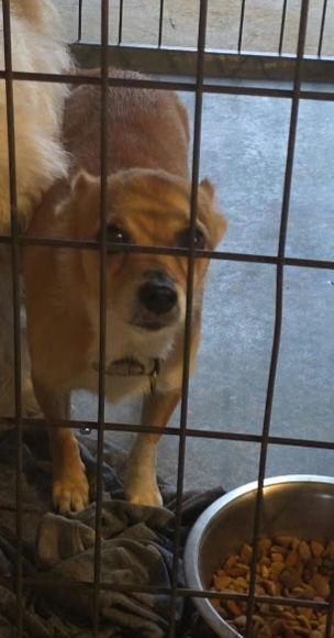 Enlarge Lilly, a Adoptable mixed breed in Parrish, FL image 2/6