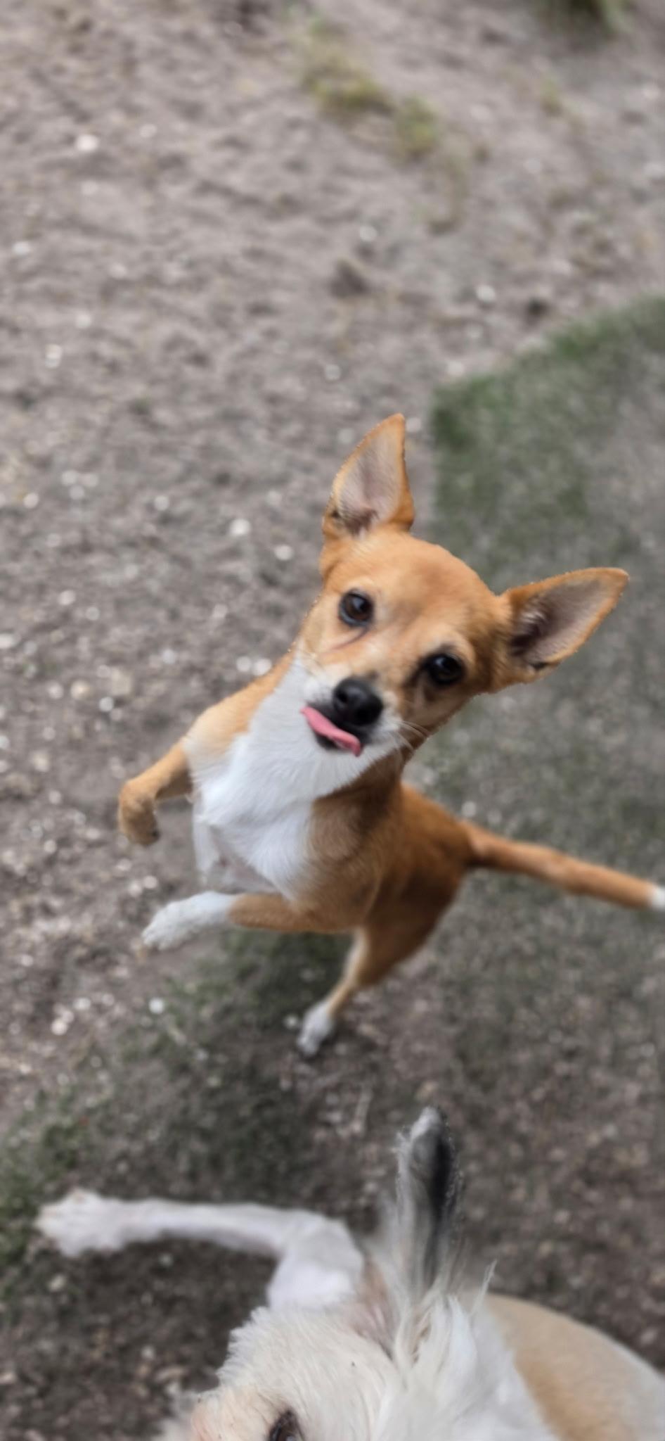 Enlarge Lilly, a Adoptable mixed breed in Parrish, FL image 3/6