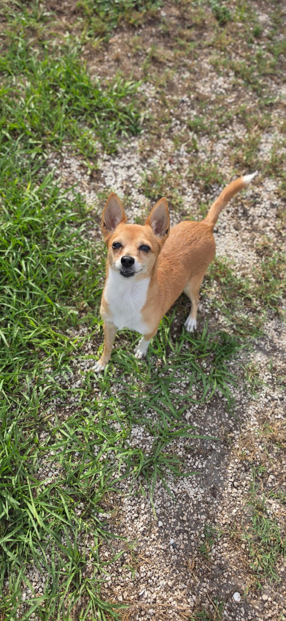 Enlarge Lilly, a Adoptable mixed breed in Parrish, FL image 5/6