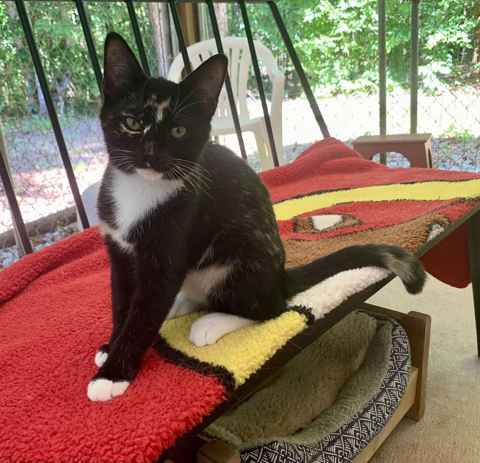 Elsie, Adopted, Young Female Domestic Short Hair & Calico.