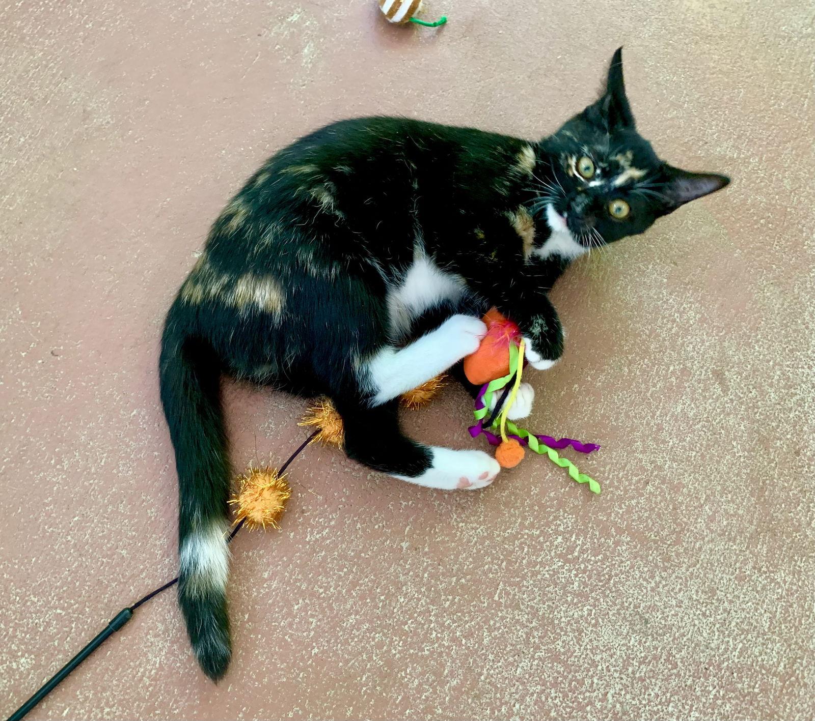 Enlarge Elsie, a Adopted mixed breed in Mc Cormick, SC image 2/3