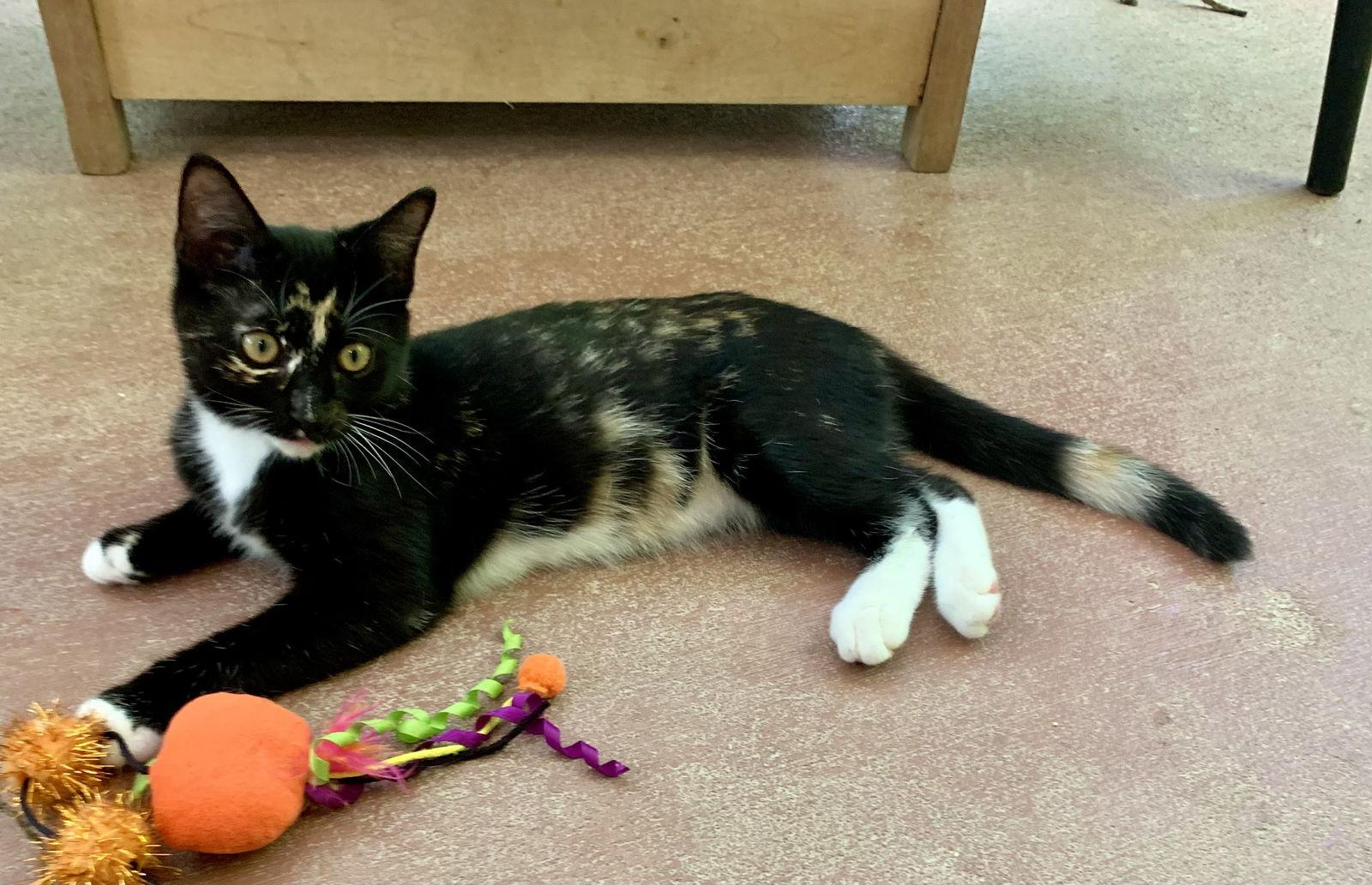 Enlarge Elsie, a Adopted mixed breed in Mc Cormick, SC image 3/3