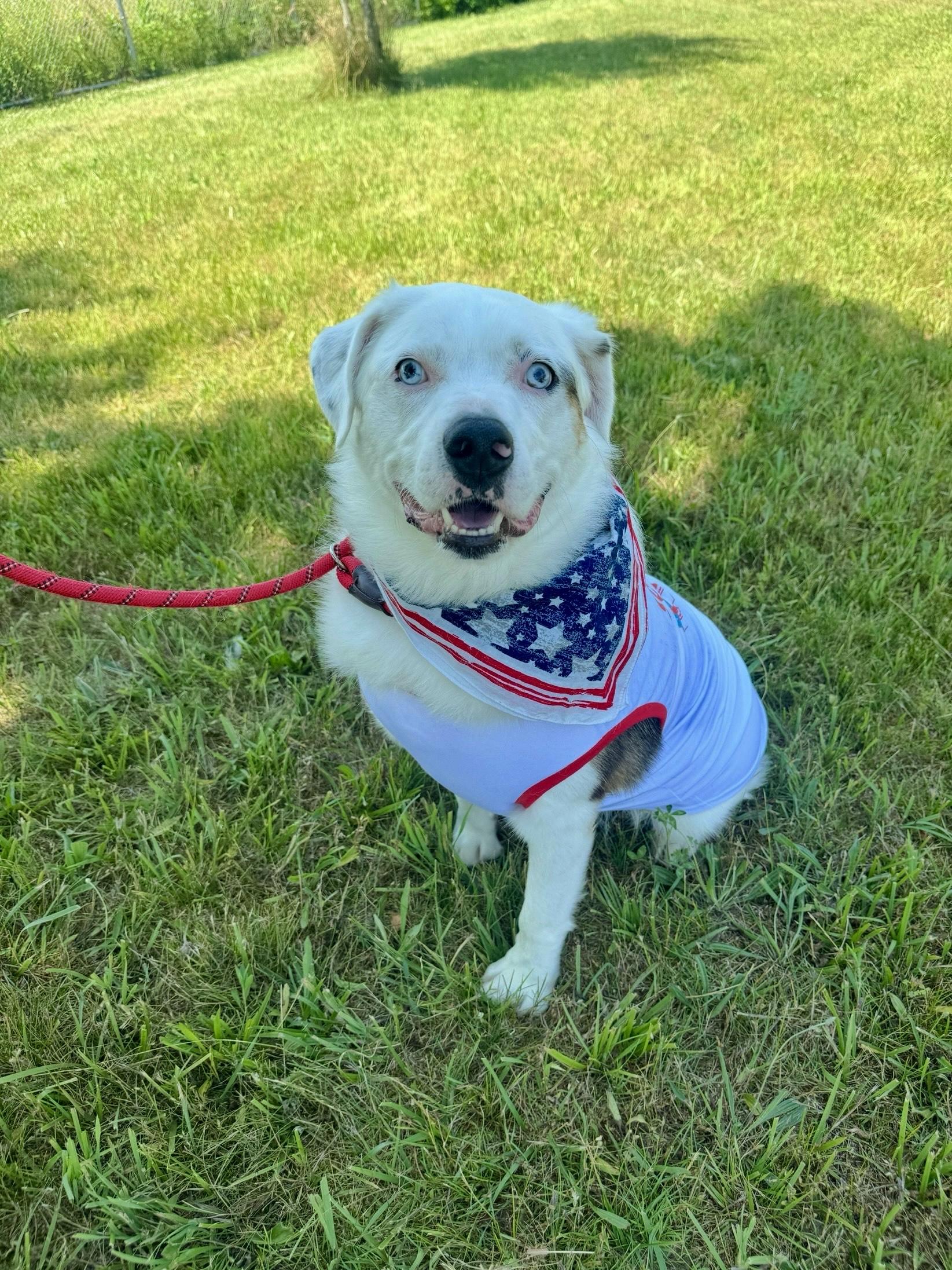 Frank, Adoptable, Senior Male Australian Shepherd.