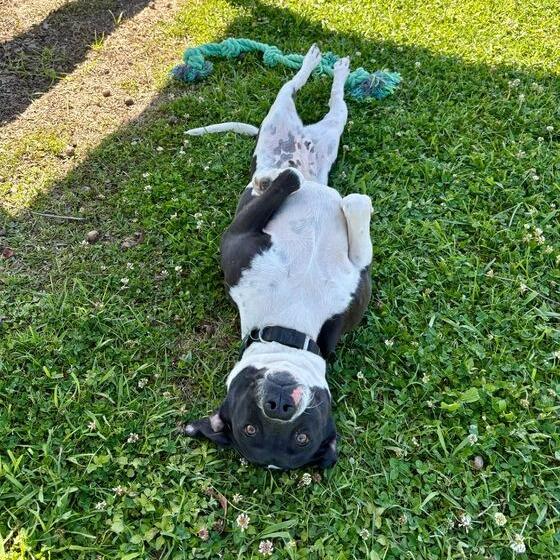 Enlarge Weezie, a Adoptable mixed breed in Carencro, LA image 2/6