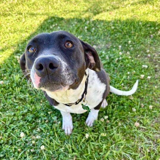 Enlarge Weezie, a Adoptable mixed breed in Carencro, LA image 3/6