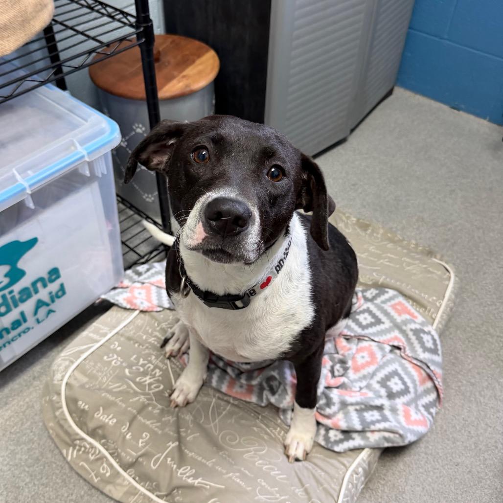 Enlarge Weezie, a Adoptable mixed breed in Carencro, LA image 4/6