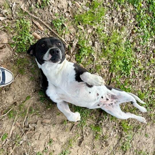 Enlarge Weezie, a Adoptable mixed breed in Carencro, LA image 5/6