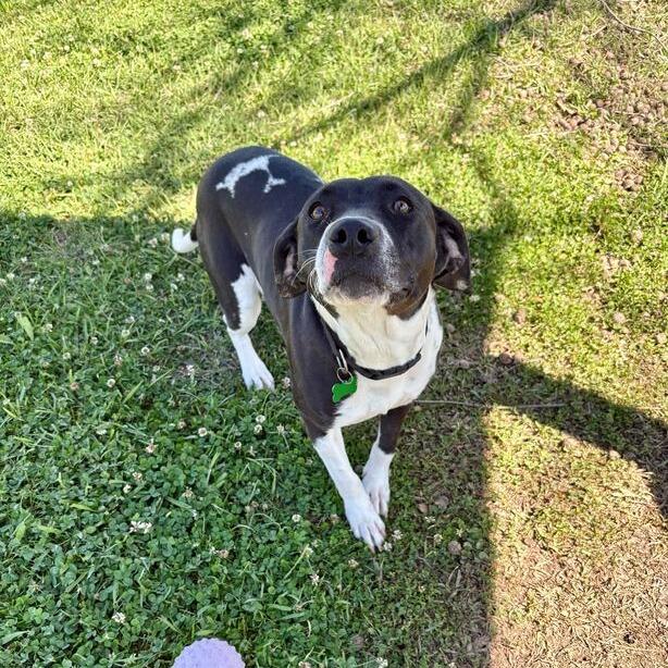 Enlarge Weezie, a Adoptable mixed breed in Carencro, LA image 6/6