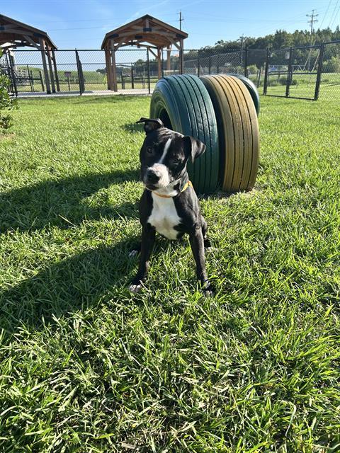 JACKSON, Adoptable, Adult Male American Bulldog & Mixed Breed.