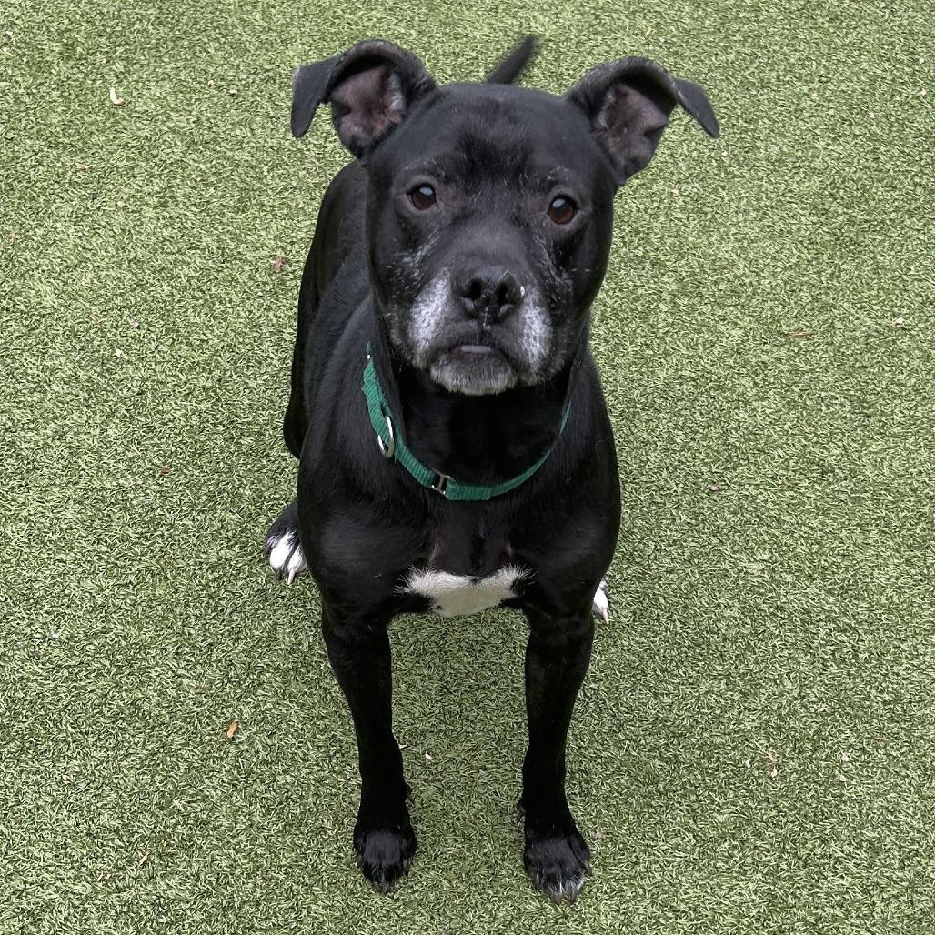 Aspen, Adoptable, Senior Female Pit Bull Terrier.