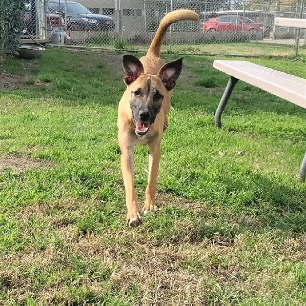 Enlarge Rusty, a Adoptable Shepherd in San Jacinto, CA image 1/6