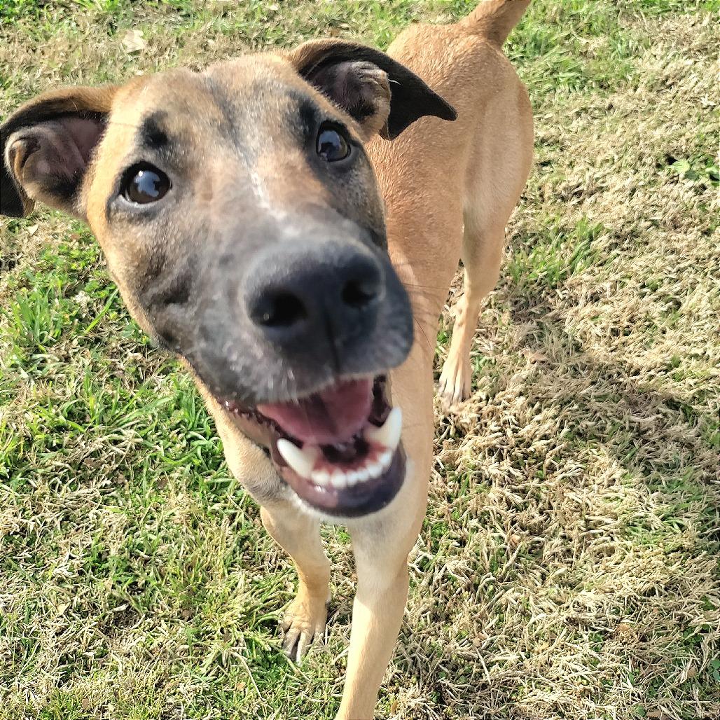 Enlarge Rusty, a Adoptable Shepherd in San Jacinto, CA image 2/6