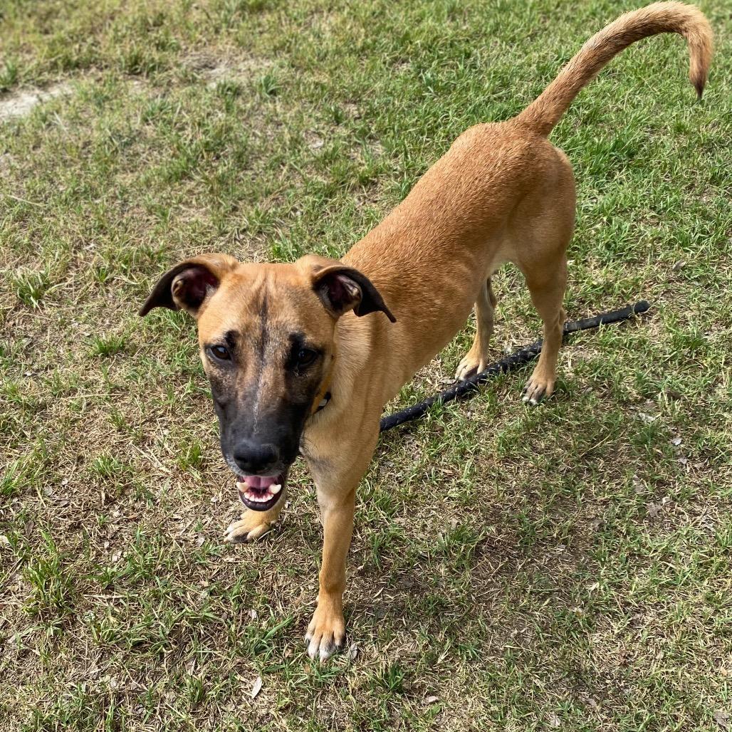 Enlarge Rusty, a Adoptable mixed breed in San Jacinto, CA image 2/6