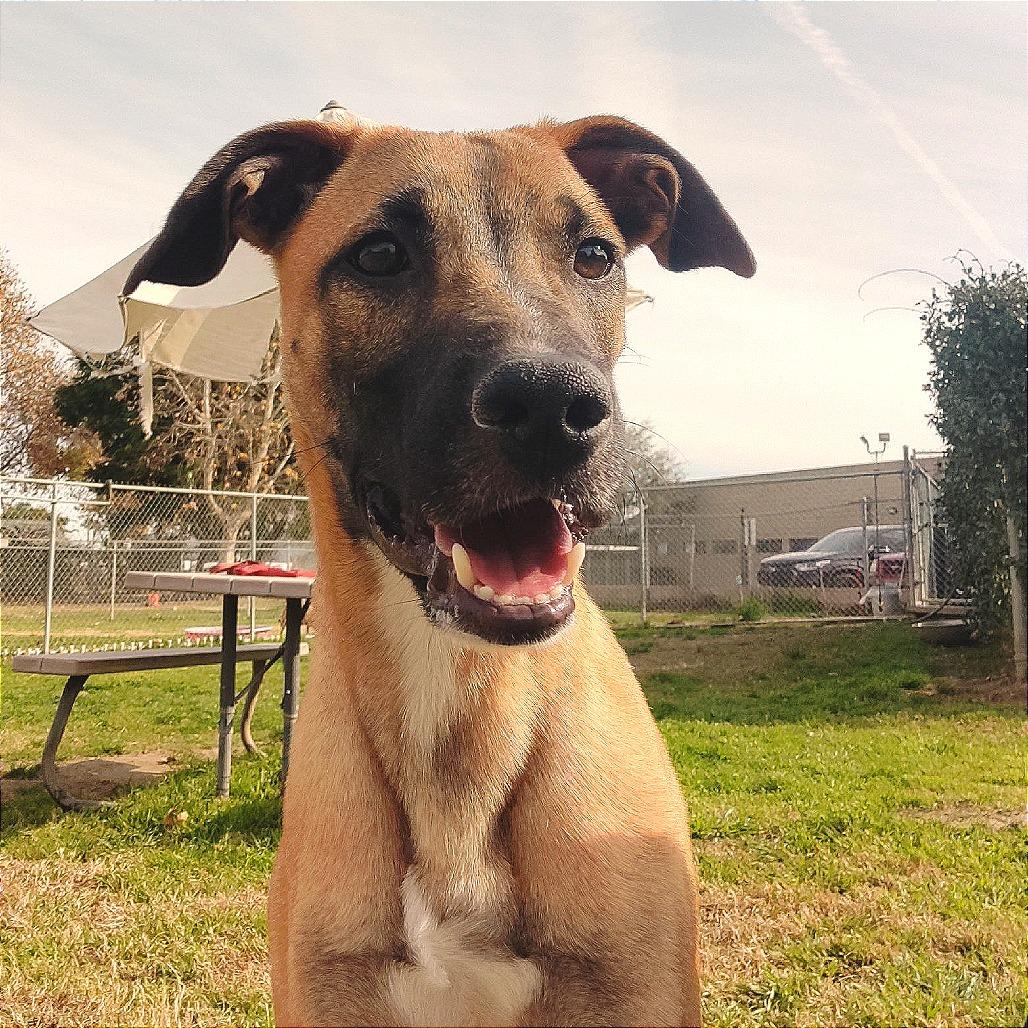 Enlarge Rusty, a Adoptable Shepherd in San Jacinto, CA image 3/6
