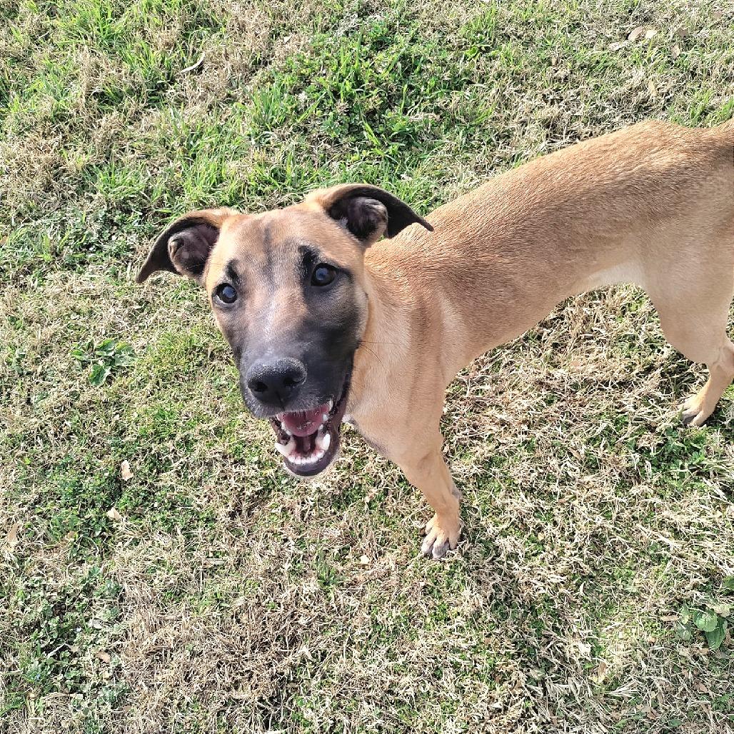 Enlarge Rusty, a Adoptable Shepherd in San Jacinto, CA image 4/6