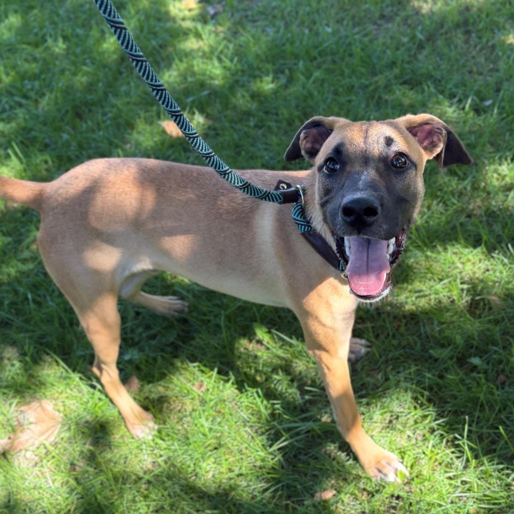 Rusty, Adoptable, Young Male Shepherd.