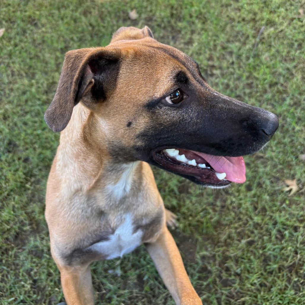 Rusty, a Adoptable Shepherd in San Jacinto, CA image 3/3