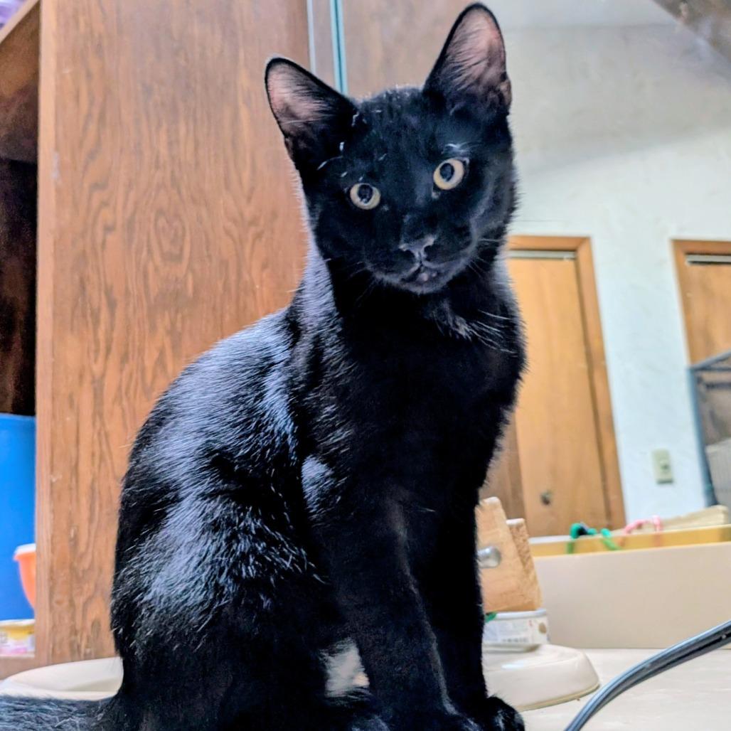 Enlarge Rex, a Adoptable Domestic Short Hair in Wheeling, IL image 1/3