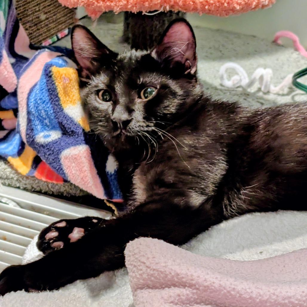 Enlarge Rex, a Adoptable Domestic Short Hair in Wheeling, IL image 2/3