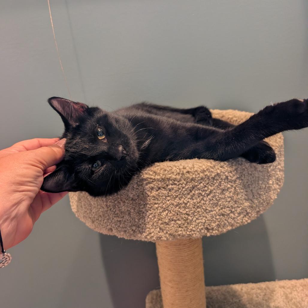 Enlarge Rex, a Adoptable Domestic Short Hair in Wheeling, IL image 3/3