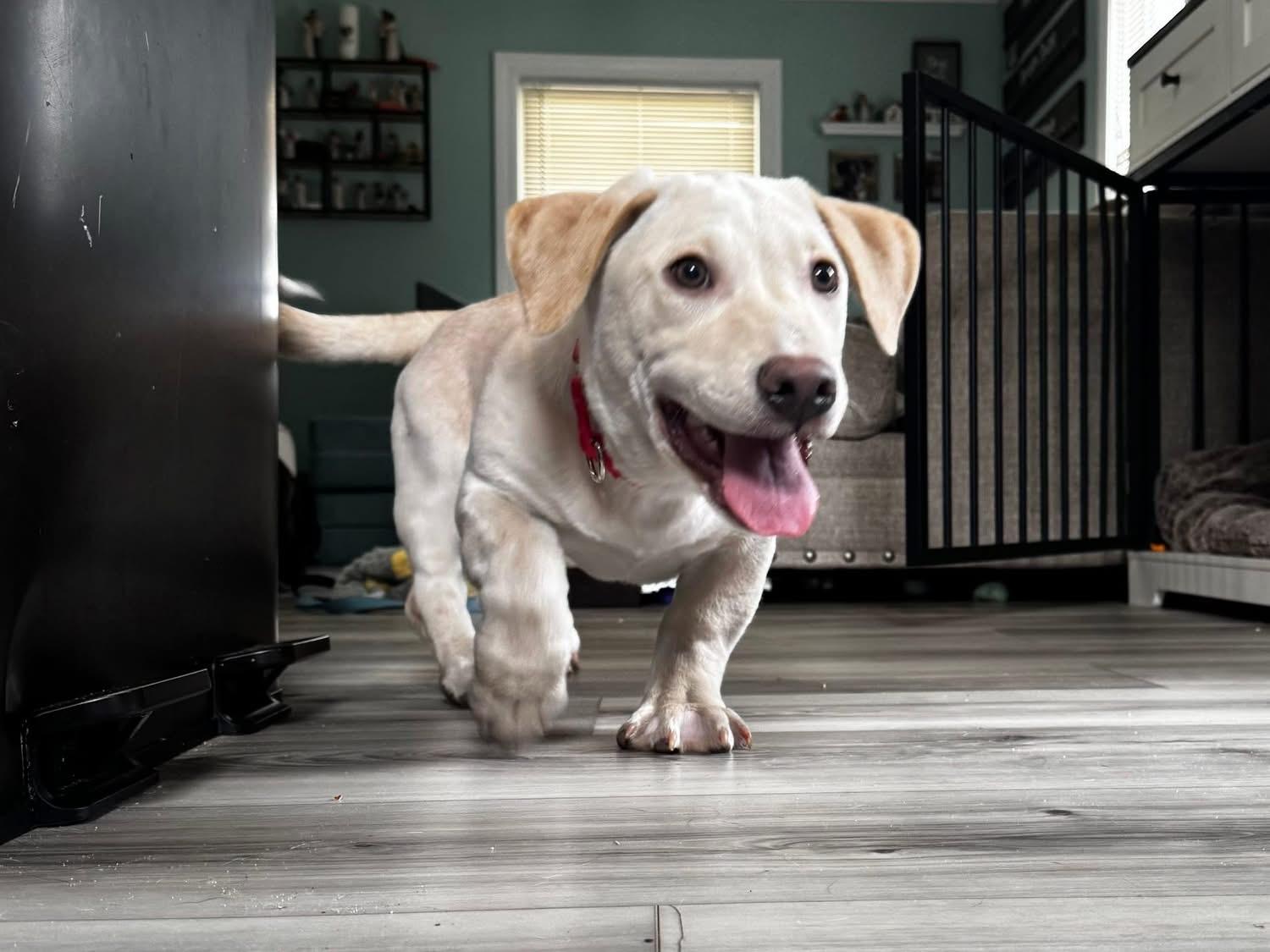 Enlarge Howie, an adoptable Mixed Breed in Pembroke, MA image 3/3