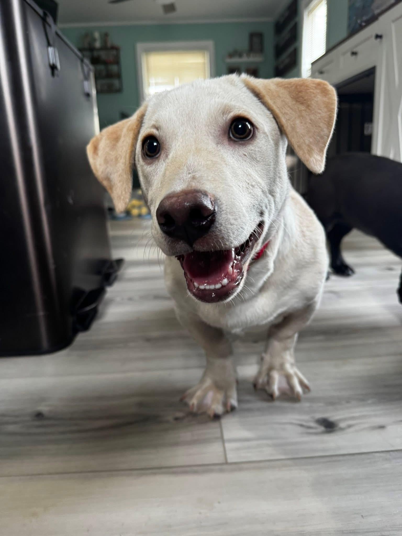 Enlarge Howie, an adoptable Mixed Breed in Pembroke, MA image 2/3