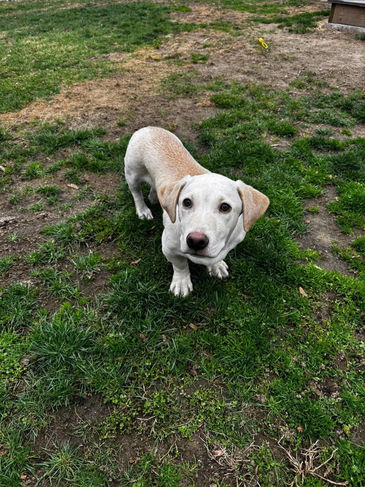 Enlarge Howie, an adoptable Mixed Breed in Pembroke, MA image 1/3