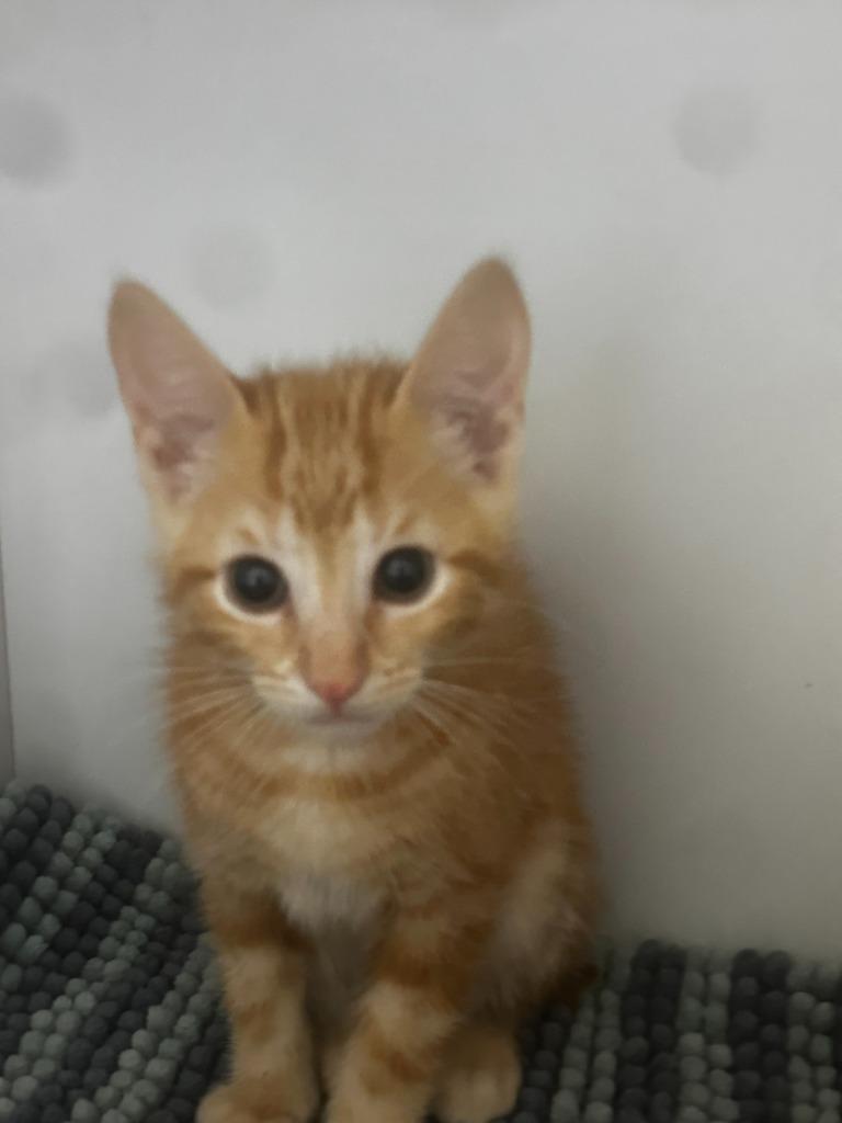 Enlarge William, a Adoptable American Bobtail in Neosho, MO image 1/1