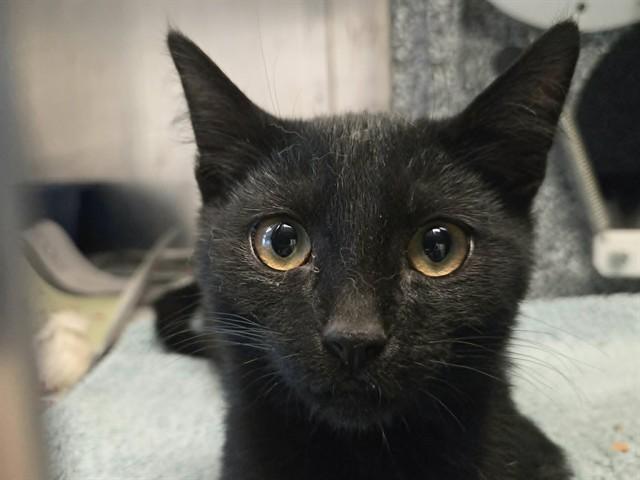 Enlarge PLANKTON, a Adoptable Domestic Short Hair in Martinez, CA image 1/1