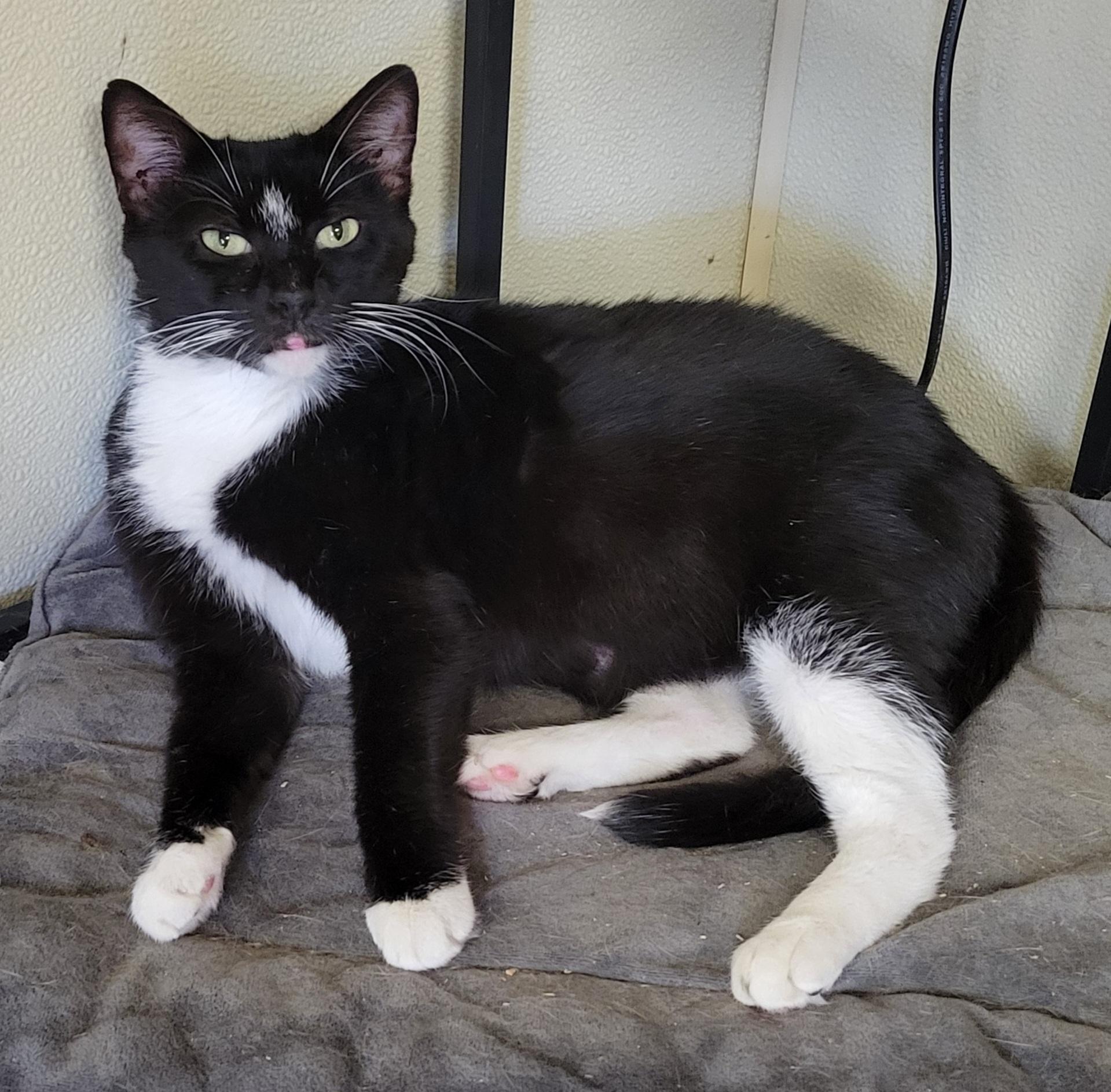 Tuxedo Cats for Adoption: Find Your Perfect Feline Friend Today