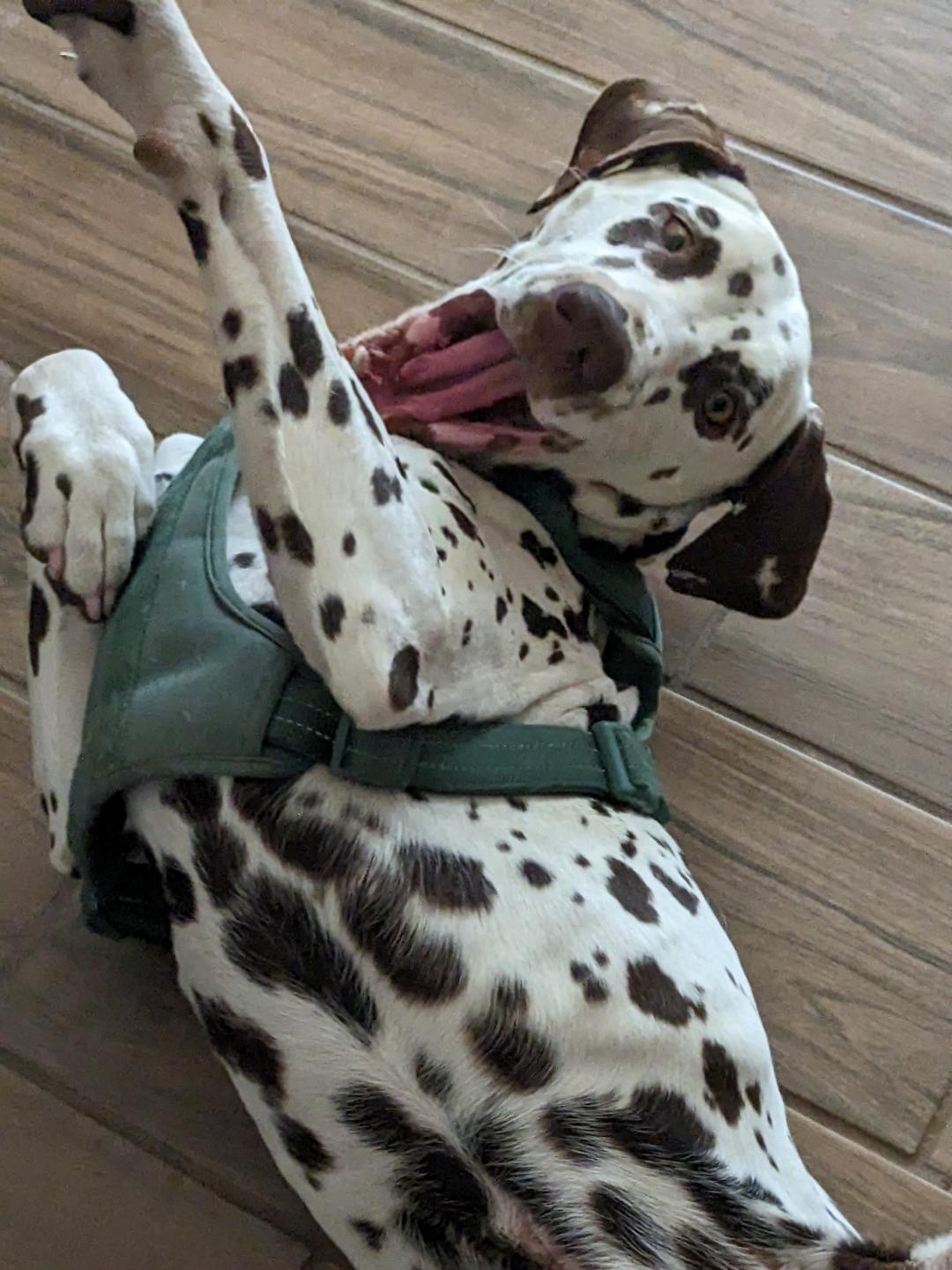 Hershey, Adopted, Puppy Male Dalmatian.