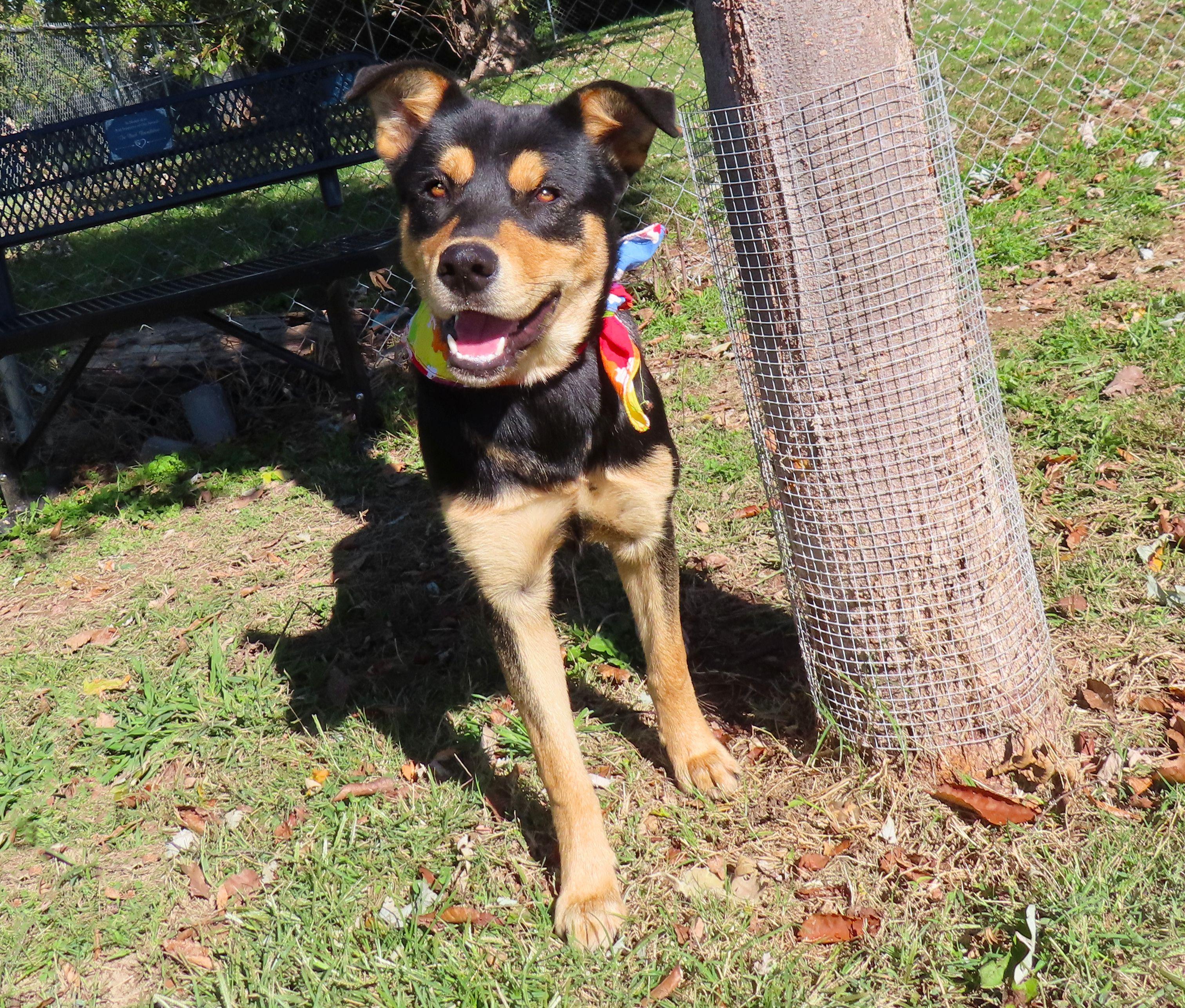Broc 25C-295, Adoptable, Young Male Australian Kelpie & Labrador Retriever.