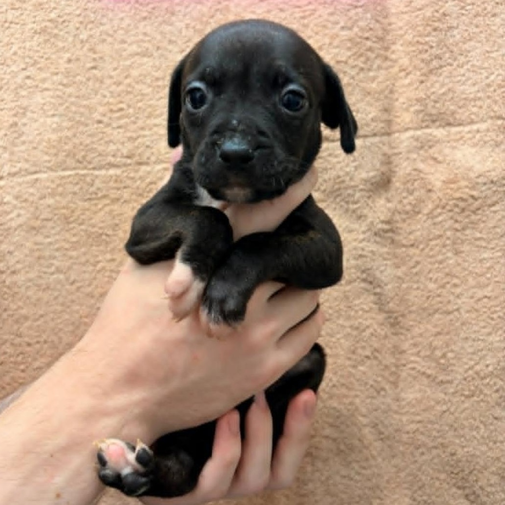 Scarlett, ADOPTABLE, Puppy Female Pit Bull Terrier.