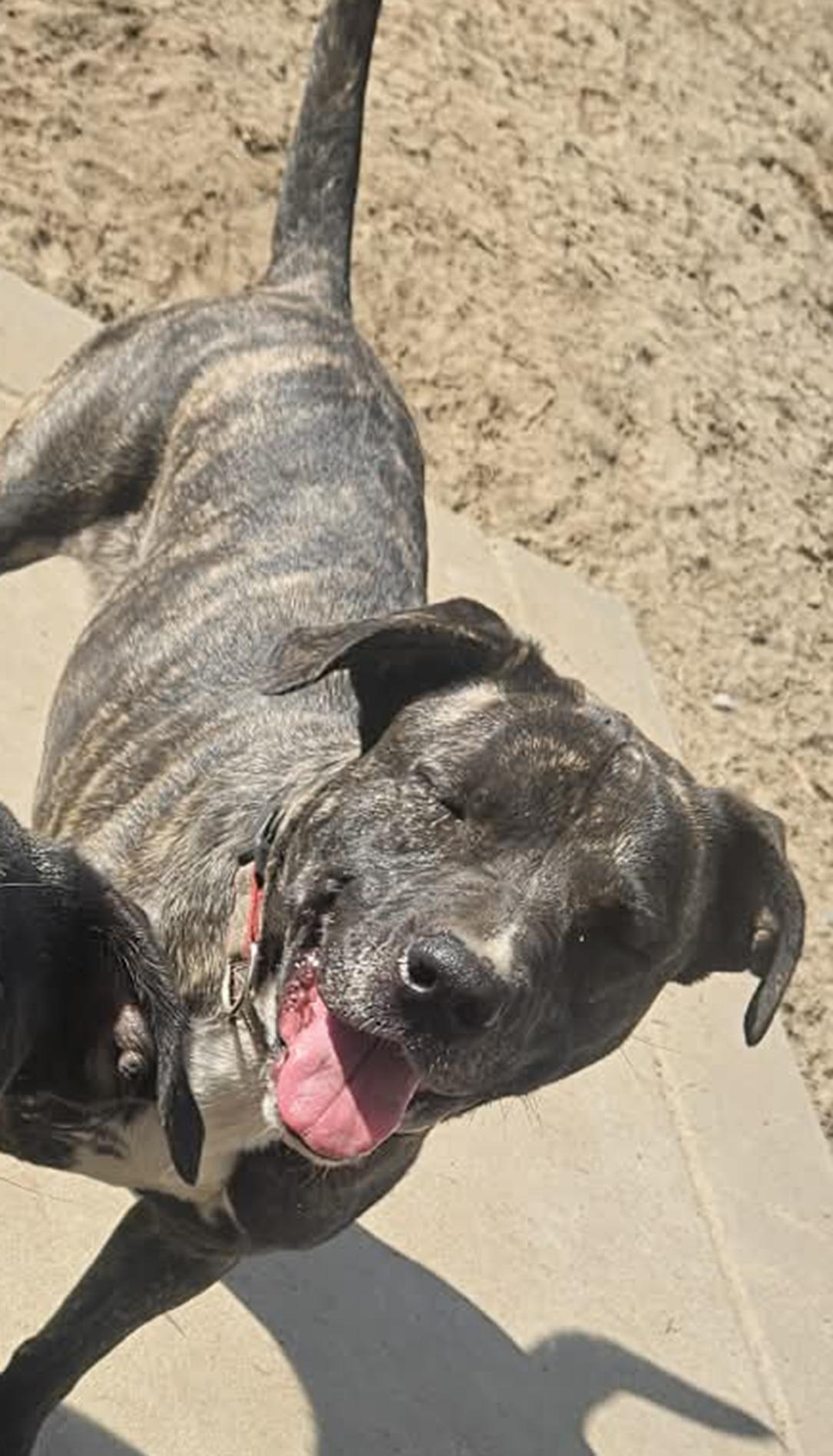 Tesoro, ADOPTABLE, Young Female Terrier.
