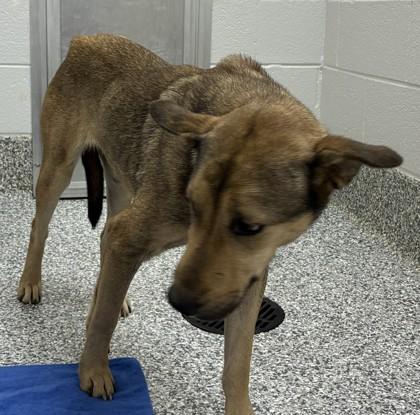 25-157 Gayle, Adoptable, Adult Female Shepherd & Mixed Breed.