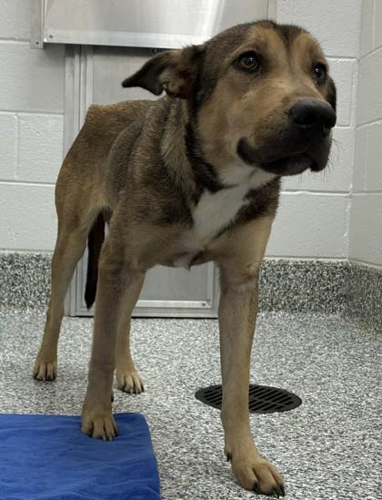 25-157 Gayle, a Adoptable mixed breed in Barnesville, GA image 2/3