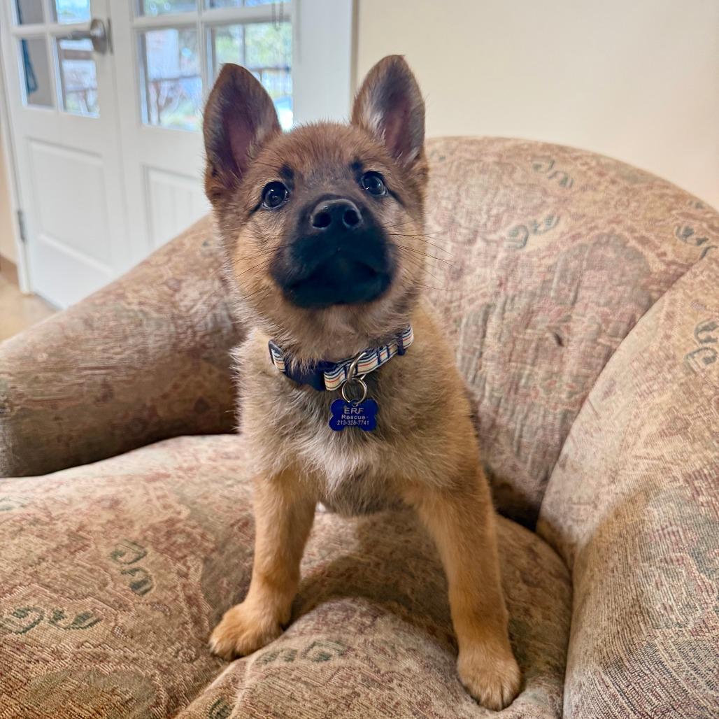 Joni, Adoptable, Puppy Female Shepherd.