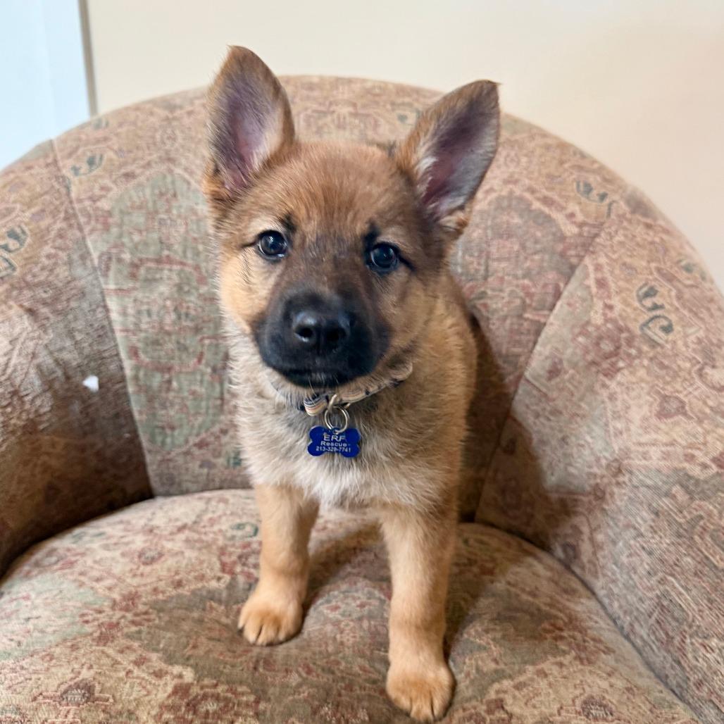 Enlarge Joni, a Adoptable Shepherd in Agoura Hills, CA image 2/3