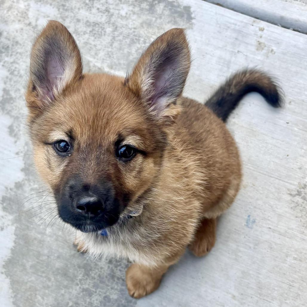 Enlarge Joni, a Adoptable Shepherd in Agoura Hills, CA image 3/3