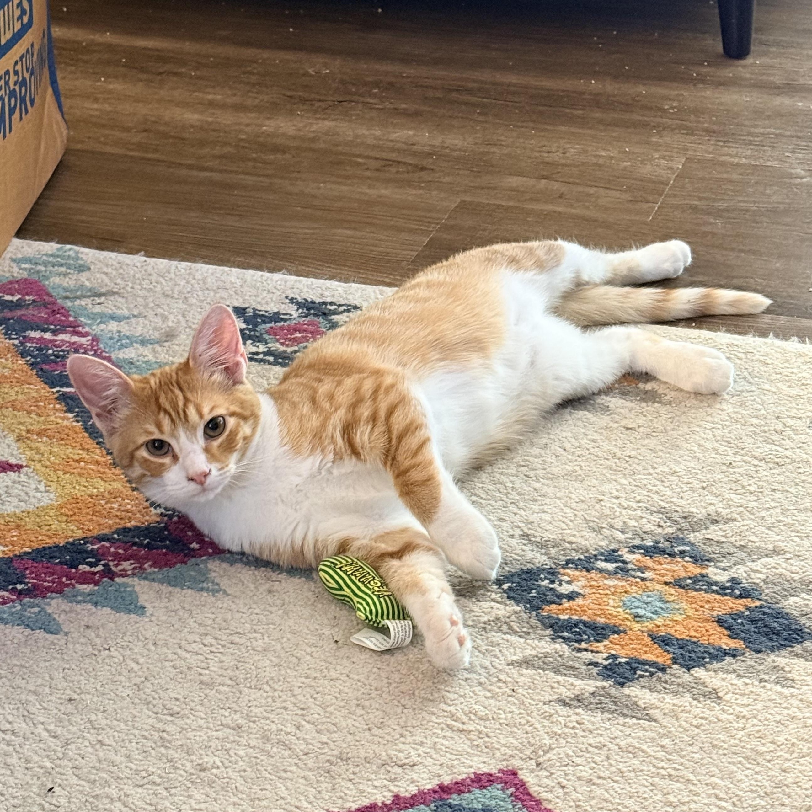 Blimp - Athens, GA, Adoptable, Kitten Male Domestic Short Hair & Tabby.
