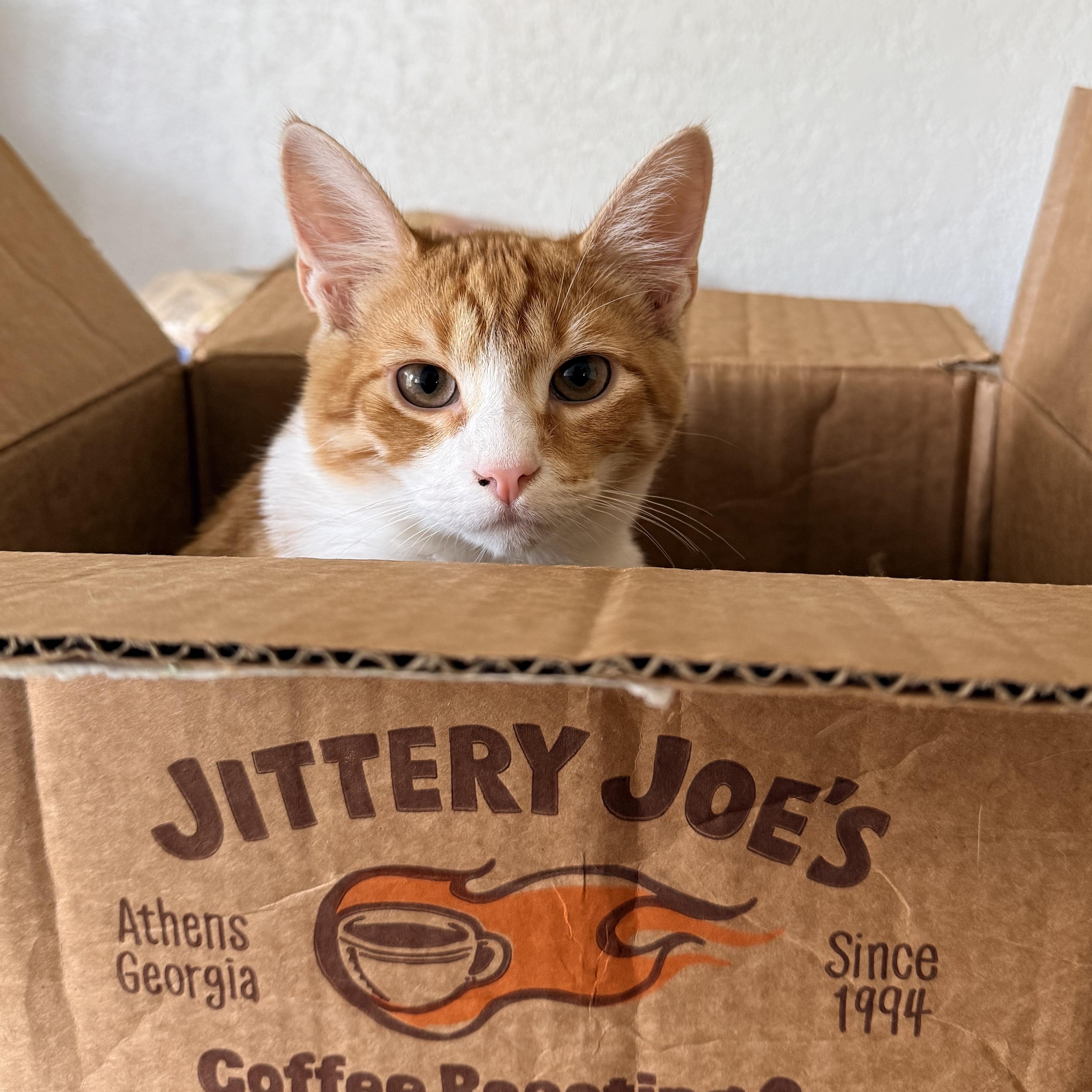 Blimp - Athens, GA, Adoptable, Kitten Male Domestic Short Hair & Tabby.