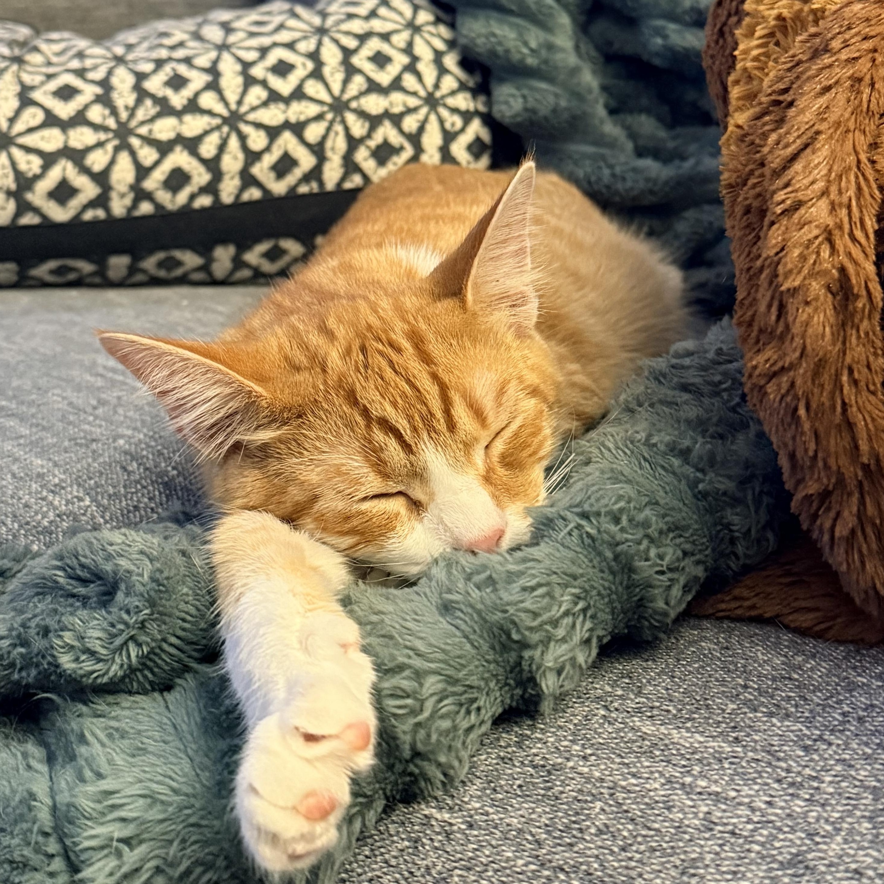 Blimp - Athens, GA, Adoptable, Kitten Male Domestic Short Hair & Tabby.