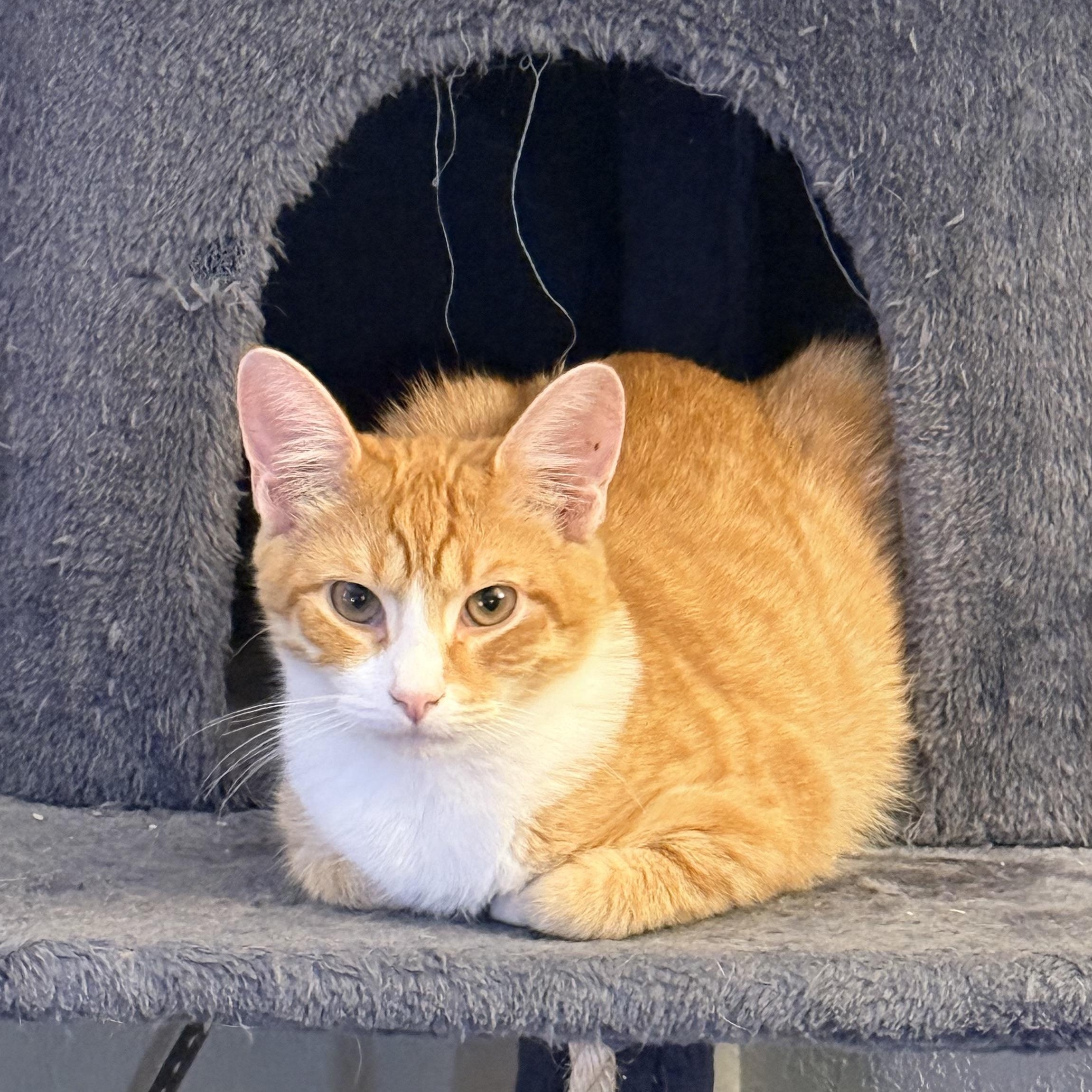 Enlarge Blimp - Athens, GA, a Adoptable mixed breed in Athens, GA image 1/5