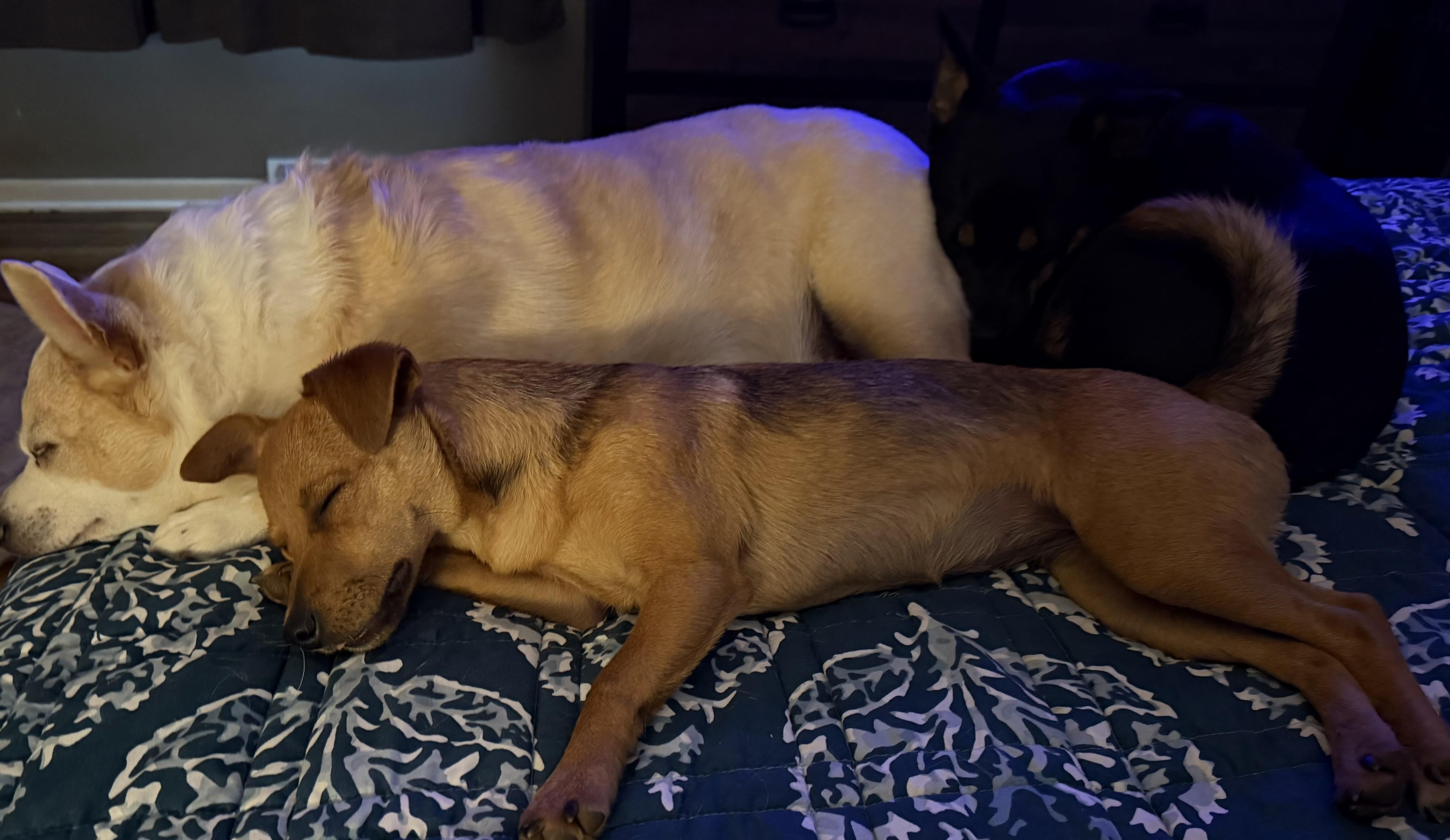 Monica, an adopted mixed breed in McHenry, IL image 2/3